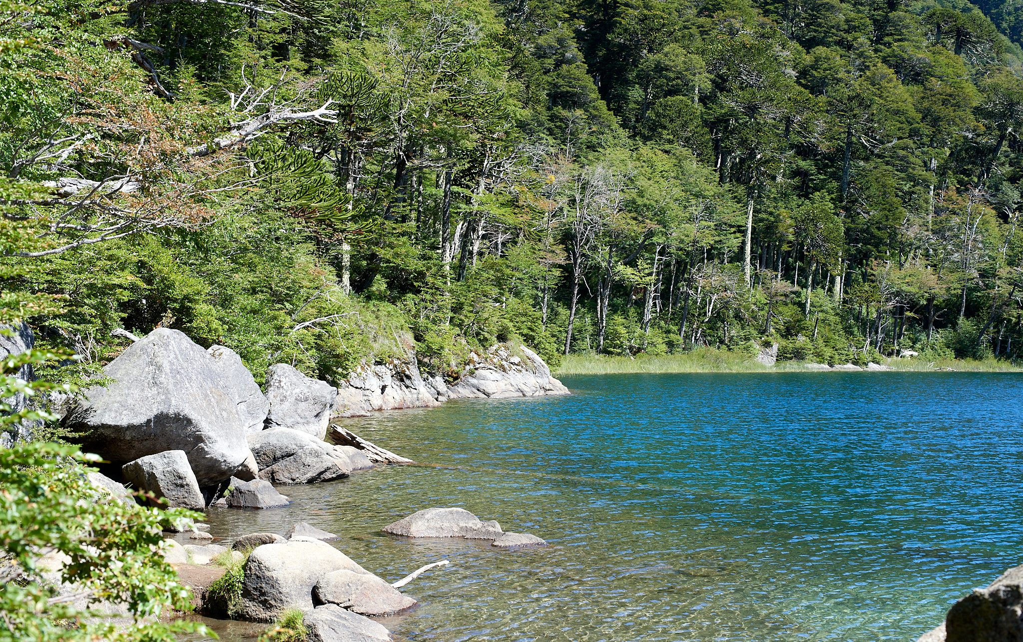 20200317 898 [칠레] 푸콘 우에르케우에 국립공원 트레킹